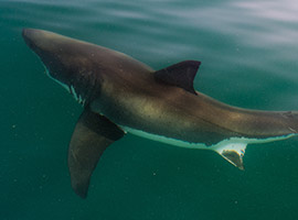 Shark